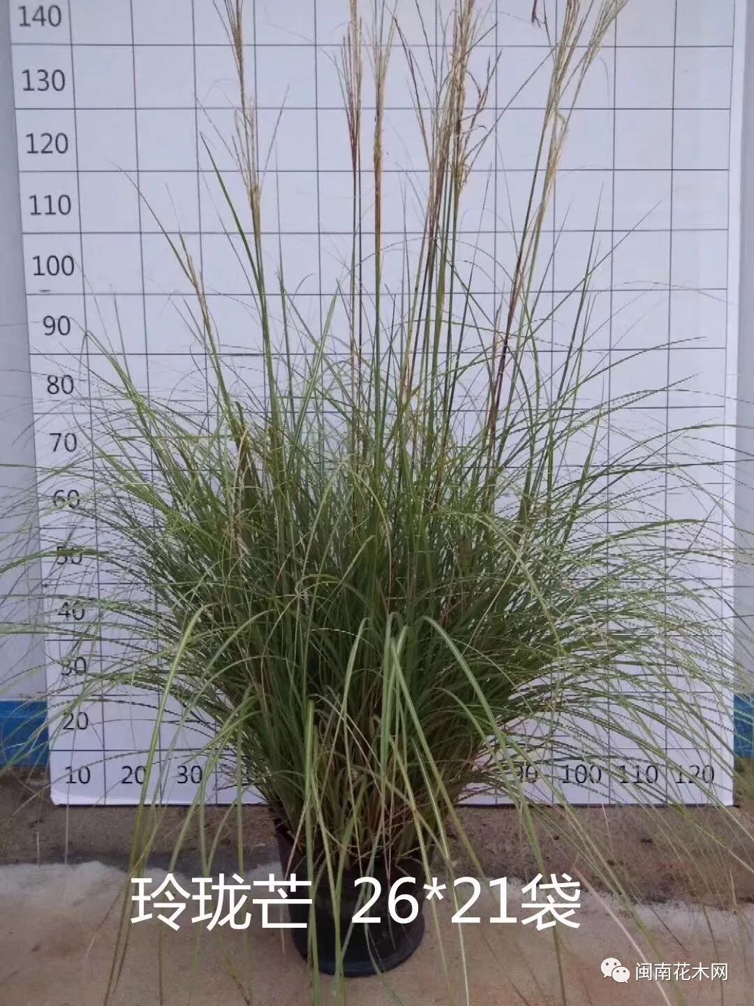 观赏草网红草水生植物漳浦县泽沐水生植物与观赏草基地