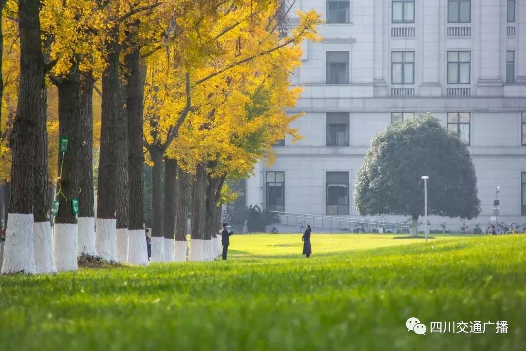 银杏叶黄与你相遇电子科技大学网络教育2019年招生开始啦