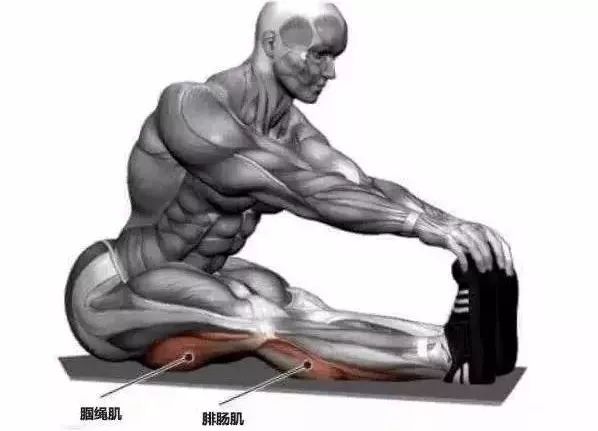 为什么肌肉越练越大