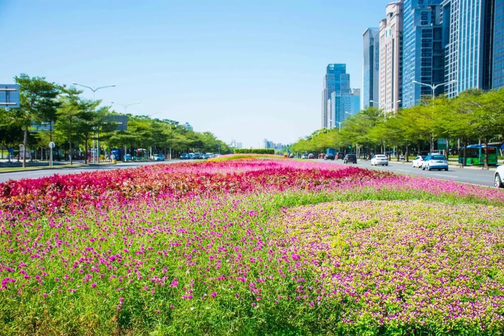 中分带花卉布置提取深圳海滨城市元素,以浪花为原型,以草坪作画布