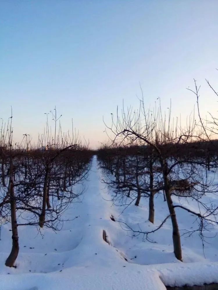 雪中漫步