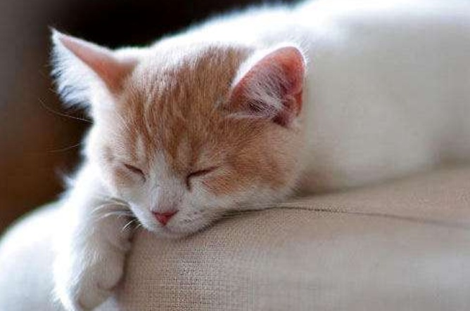 貓咪的幾種睡姿，代表了它對你的信任度，你家貓咪是什麼姿勢？ 萌寵 第1張