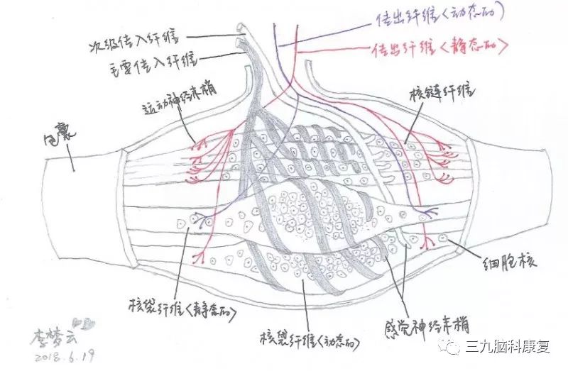 肌梭是位于骨骼肌肌腹的囊性梭状感受器(如图所示),能感知肌肉长度及