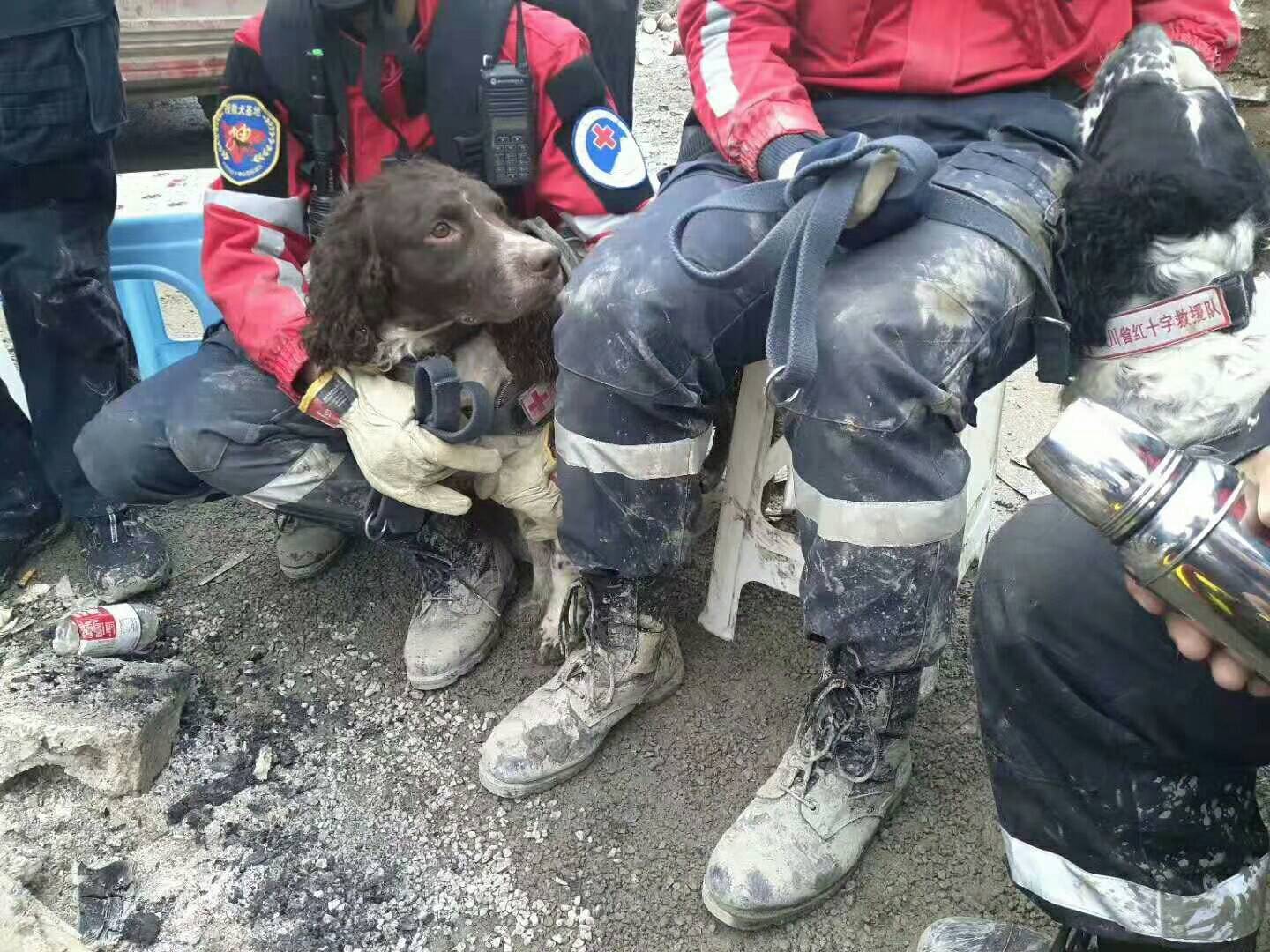 狗黑们别黑狗了!别忘了有很多搜救犬,曾为了救灾力竭而死!