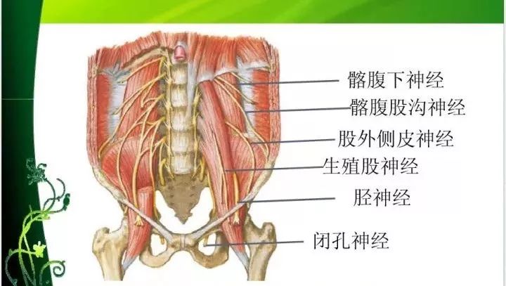 腰部疾病针刀应用解剖