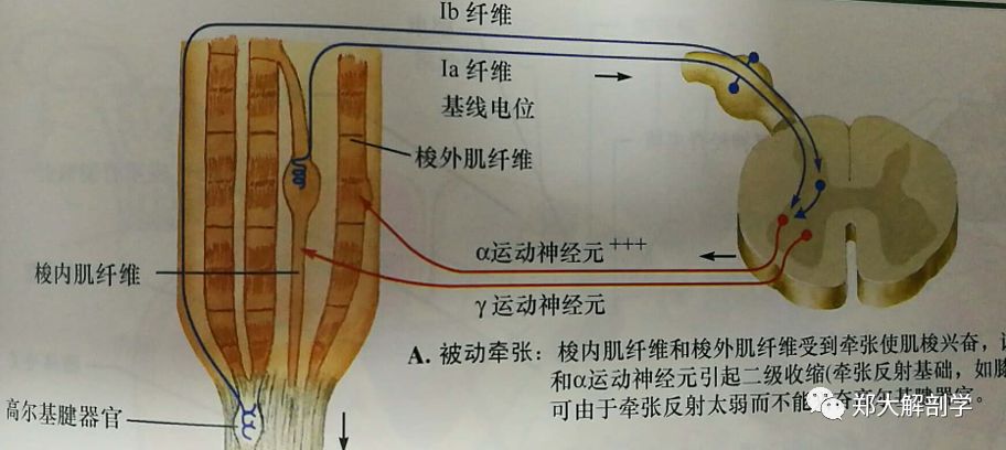 输出硬件包括α和γ运动神经元 α运动神经元:支配随意动作 γ运动