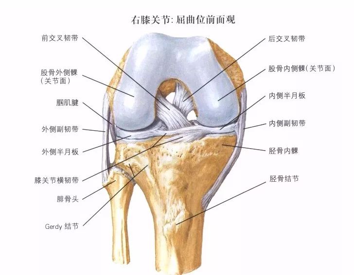 膝关节活动受限 【辅助检查】 x线片不能发现韧带损伤,排