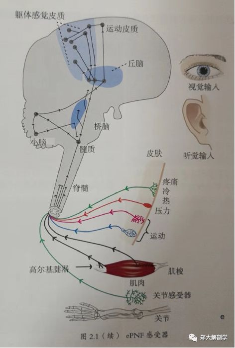 人体平衡机制运动感知觉系统