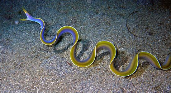 五彩鳗属亨科也有彩鳗和管鼻鳝之称原产于西太平洋