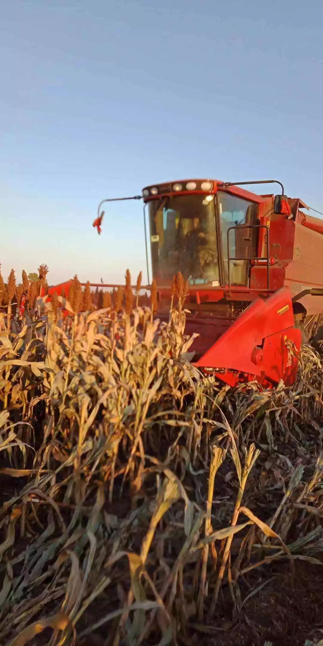 凯斯af4088收割机一个作业期收获大豆高粱玉米6000亩