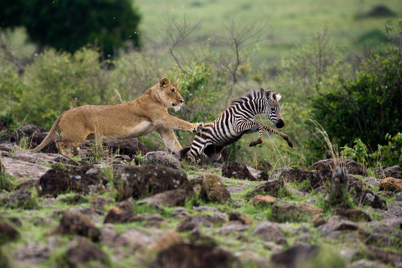 去非洲开开眼界想看角马大迁徙，是去肯尼亚看好，还是去坦桑尼亚看好？ - 知乎