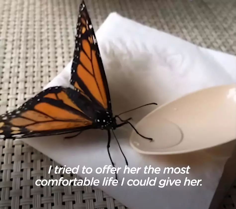 帥哥救了一只蝴蝶後，就被她賴上了，這劇情還能更浪漫嗎？ 萌寵 第27張