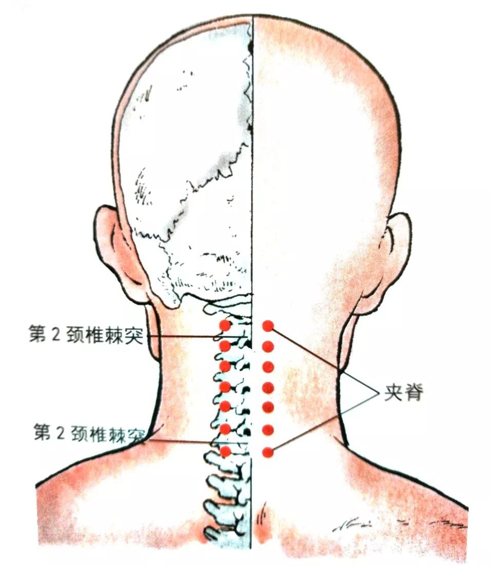 【引证】据上海海运局,上海市针灸研究所介绍:"夹脊穴在脊柱两侧上下