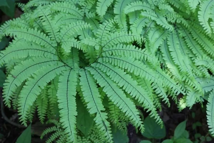 裸子植物与藻类,苔藓,蕨类不同,裸子植物不再靠孢子繁殖后代.