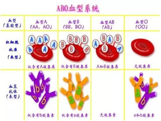 凝集反应的原理_图13-3间接凝集抑制反应原理示意图(2)