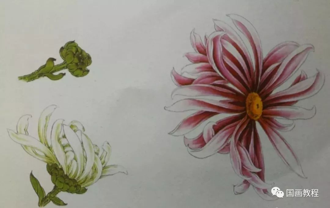 这是我见过最好的工笔菊花画法(附线描画谱和示范视频