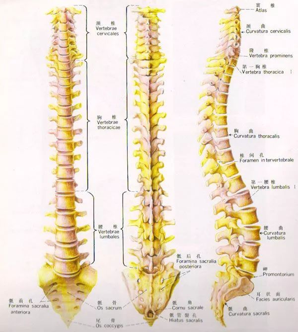 最上面的7块是颈椎,然后是12块胸椎有肋骨相连,5块腰椎,最下面是5块
