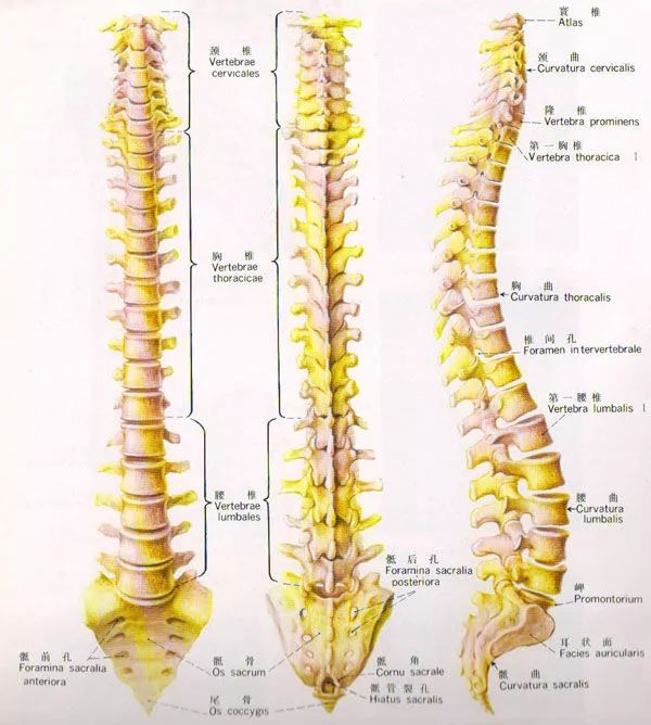 然后是12块胸椎有肋骨相连,5块腰椎,最下面是5块椎体融合成的骶骨