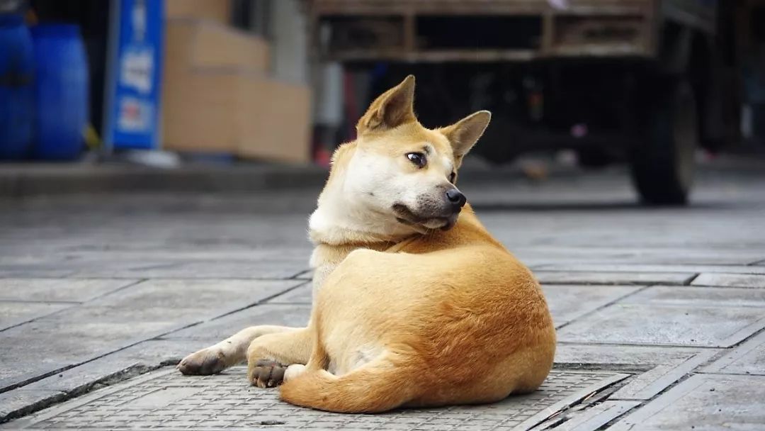 狗狗肠道不适的原因有哪些 情况