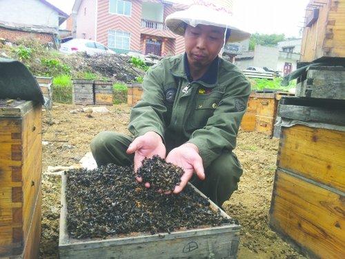 挂螨扑蜂中毒了怎么办