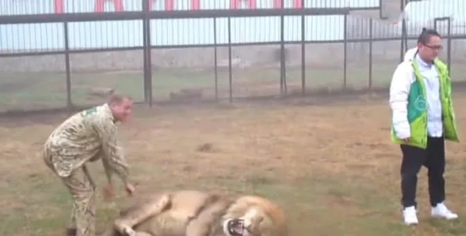 獅子與遊客親密互動，突然發狂好嚇人，飼養員一記巴掌驚呆了 萌寵 第3張