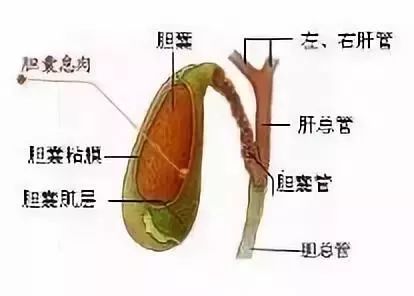 人口造影_输卵管造影图片(3)