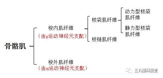 为了更好地认识这些符号,我们从介绍肌梭开始: 肌梭的组成  写到这里