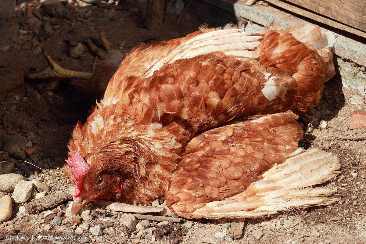 鸡有禽流感吗,为什么会得禽流感,鸡禽流感有什么症状
