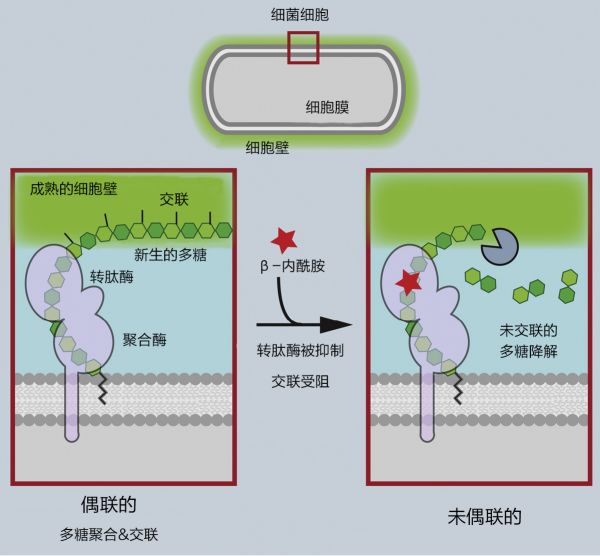 青霉素作用过程(图片来源/《cell》杂志)