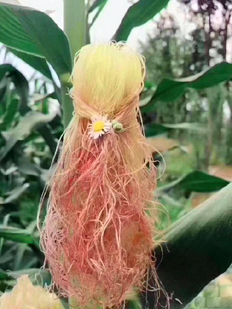 小姐姐给玉米做发型,网友:单身久了,看到玉米都想谈恋爱