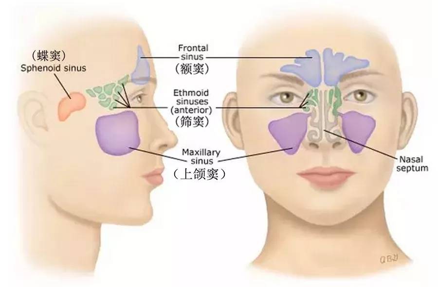 共有上颌窦,筛窦,蝶窦,额窦四对.图中四个颜色区域都属于鼻窦.