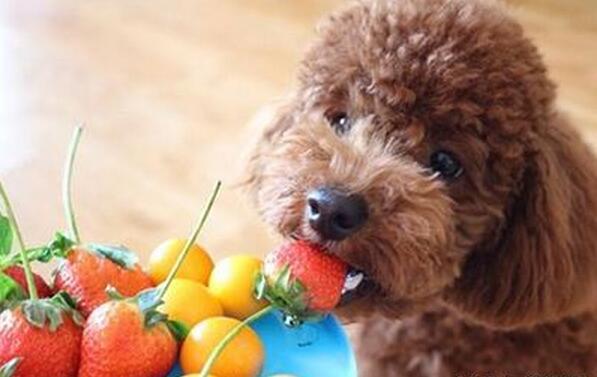 养泰迪犬的注意了,这 5种水果 不能给它吃!_狗
