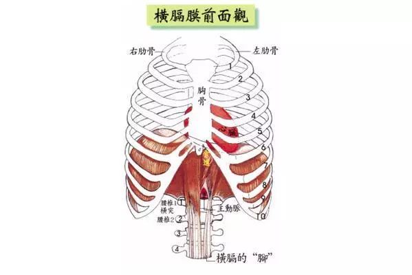 膈肌可分为三部分:胸骨部起自剑突后面;肋骨部起自下面6对肋骨和软