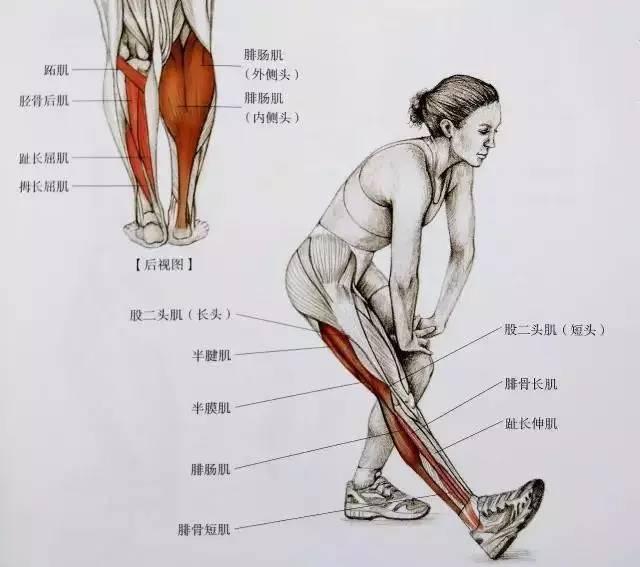 下面是小腿的肌肉结构图  可以简单了解一下