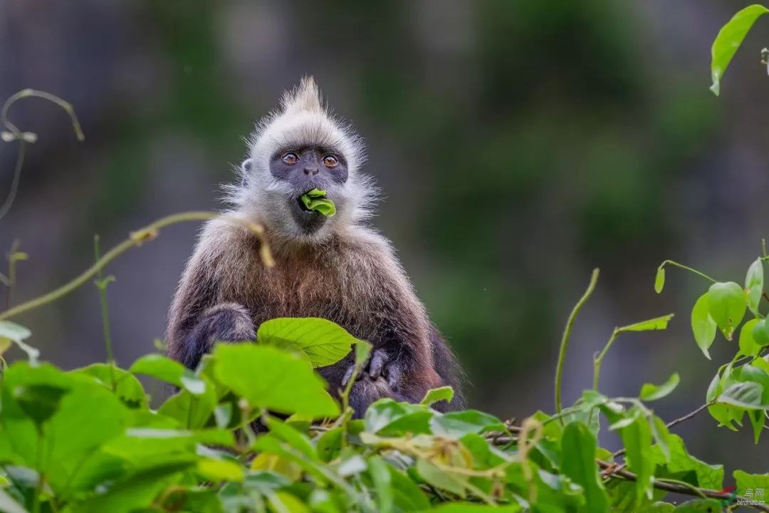 这种和贝克汉姆撞发型的猴子,只生活在中国广西