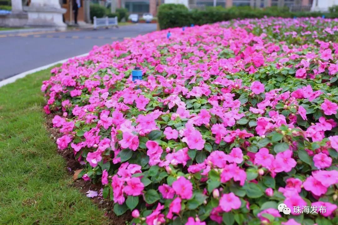 香洲区政府门前的半椭圆形花坛, 铺满盛开的粉色矮牵牛, 一朵朵小花儿