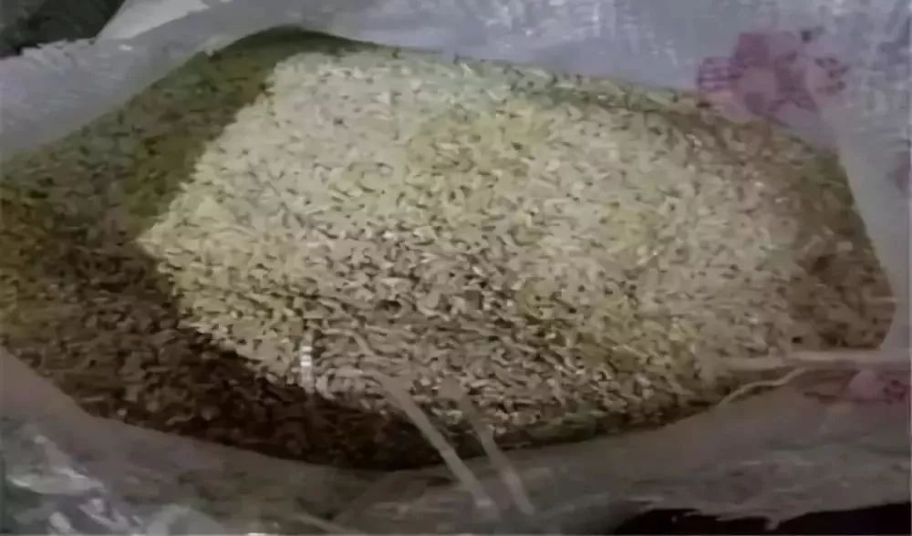变质的大米 别以为做熟了就能放松警惕,变质的米饭也是最容易产生黄曲