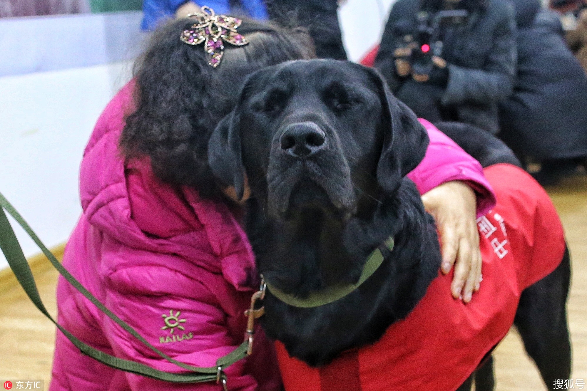 导盲犬黑萌萌接棒,珍妮退役后来这里安度晚年!