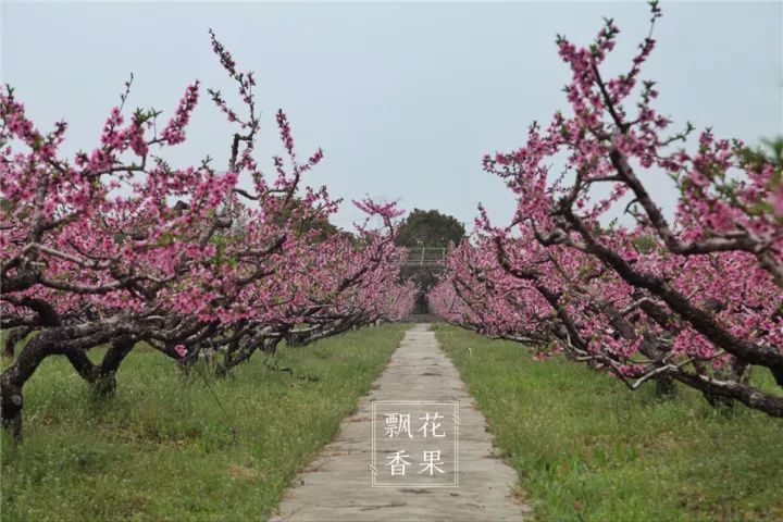 "对具有几十年桃树管理经验的李亚芳来说,桃开心形的整形修剪自然成竹