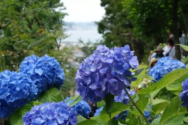 铁路沿线种有约10,000朵紫阳花,花色有蓝色,粉色