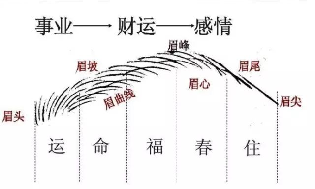 眉毛散乱预示不聚财 眉毛淡预示财运不佳 眉毛短则预示断财 还是风水