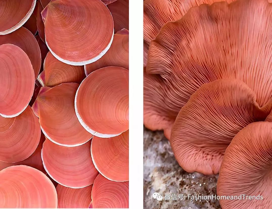 2019潘通年度色出来了，这个“珊瑚色”在家怎么用好？ - 知乎