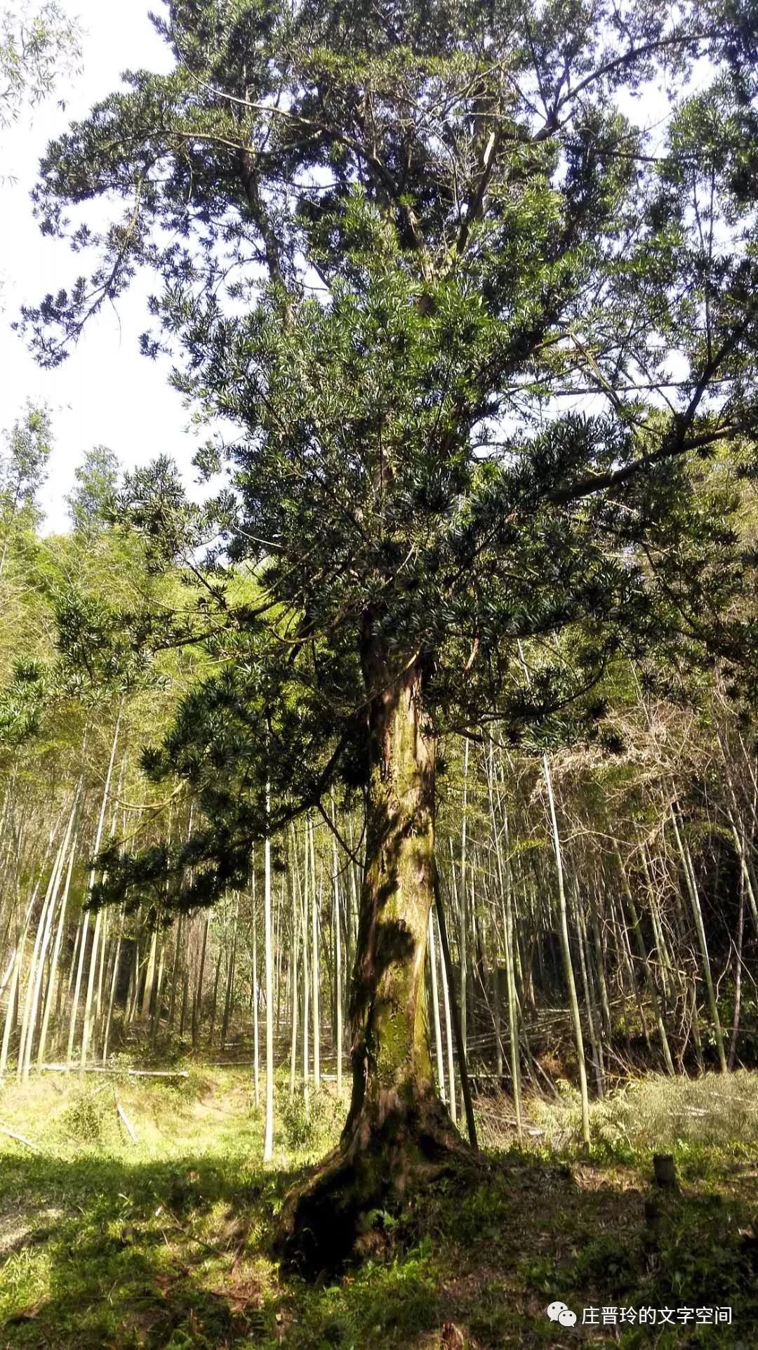 烏江中學每個學期多少錢_烏江中學_銅仁烏江中學