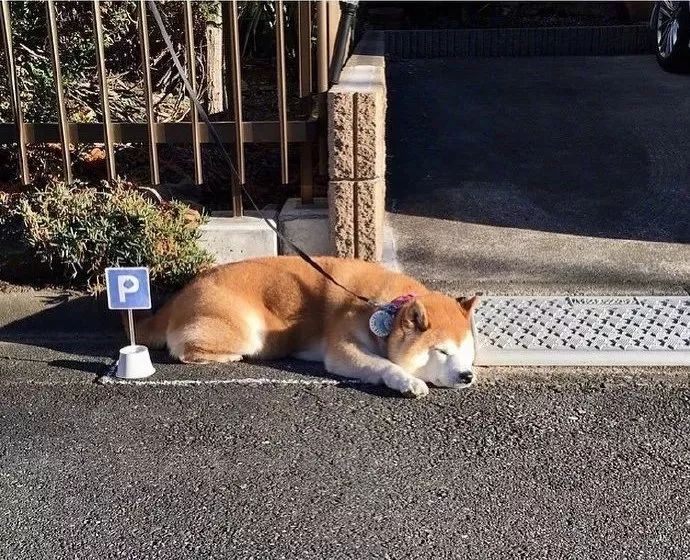 日本一只肥柴柴，出去后就不爱回家，主人为它做了个“停狗位”！