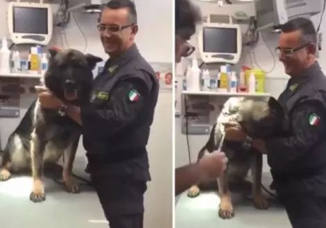 意大利一只警犬怕打针，看到医生手上的针，它的反应很搞笑