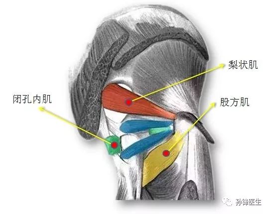 图(10):闭孔内肌与股方肌(本张图片来自网络)↑↑↑在"经女性耻骨联合