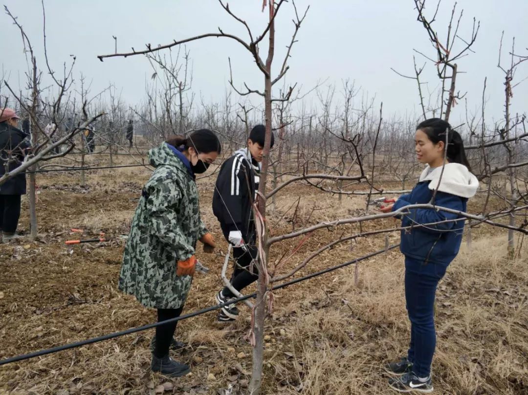 冬剪实习冬剪进行时梨树篇