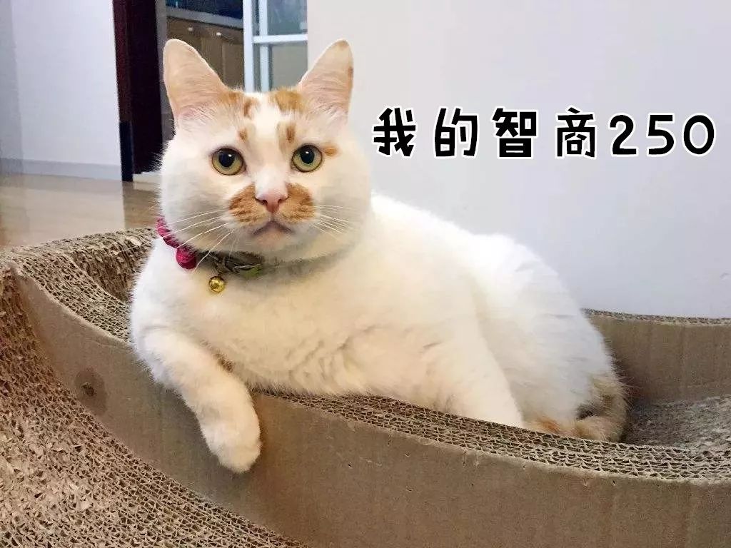 留言分享一下你家猫的成绩,"猫界爱因斯坦"的举个爪,猫咪智商"250"在