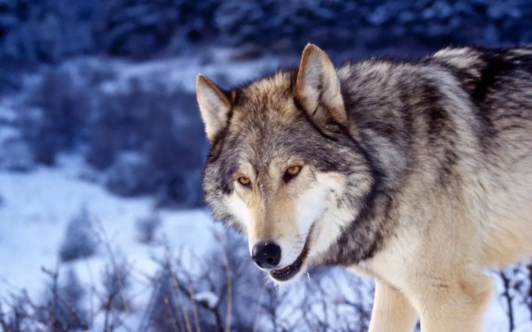 狼有丛林的野性,有追逐的目标,有狗没有的自由,狼是孤寂的狼,而狗只是
