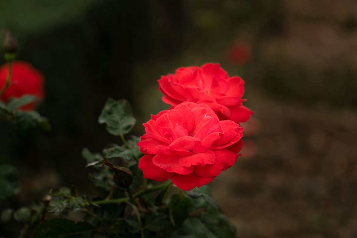 图虫静物摄影:玫瑰花